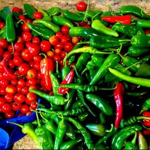 Meet your Posher, Sharon